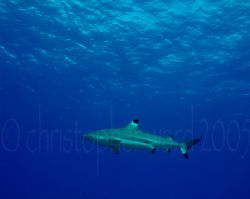 Bora Bora, French Polynesia. Blacktip sharks circle as we... by Christopher Ward 